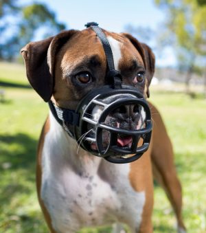 baskerville muzzle