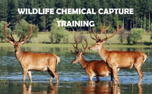 Chemical capture book