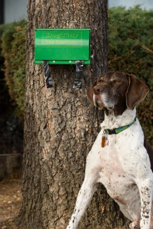 dog tidy bag dispenser affixed to tree with dog in front