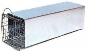 Skunk Trap enclosed