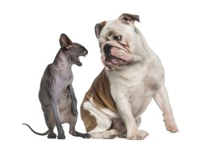 cat hissing at dog