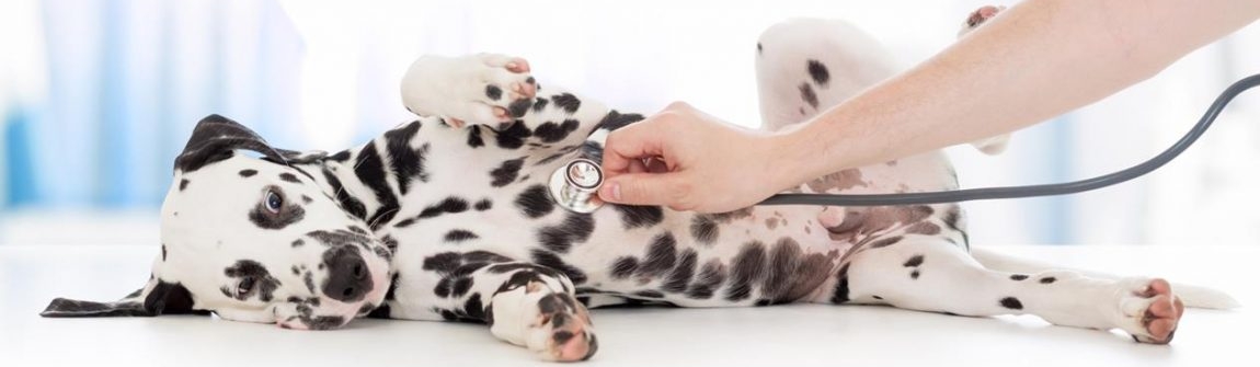 Banner featuring a dog with a stethoscope to its chest.