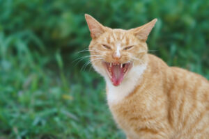Feral Cat