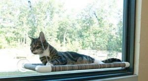 kitty cot by kuranda
